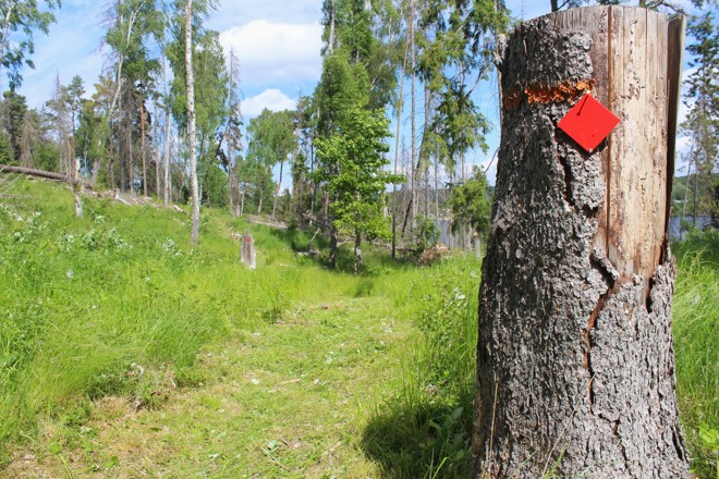 Bilden visar gräsröjd stig med ledbrickor vid Kiholmsristningen