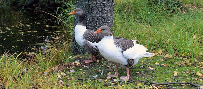 Ölandsgäss vid damm på Torekällberget